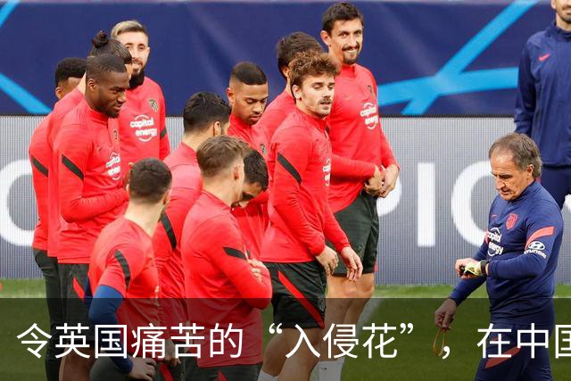 令英国痛苦的“入侵花”，在中国沦为咸菜，吃到人工种植成笑谈
